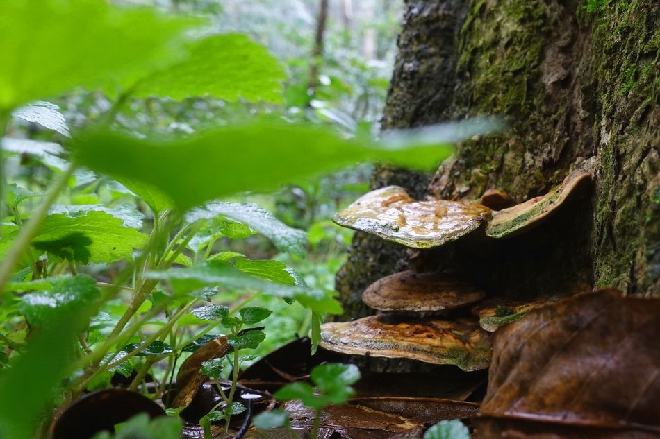 Der natürliche Lebensraum des Reishi-Pilzes